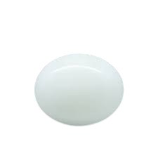 White Coral (Marjan)