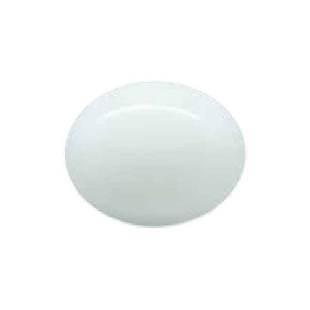 White Coral (Marjan)